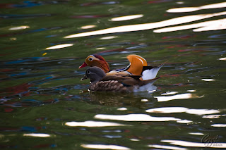 Mandarin Ducks (Aix galericulata - hen and drake) on the lake