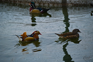 Mandarin Ducks (Aix galericulata -  drake and hen) on the lake