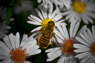 A bee-fly from Bombyliidae family, probably Villa genus.