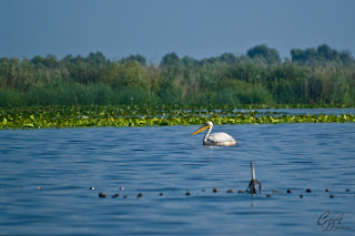Great White Pelican (Pelecanus onocrotalus), known also as Eastern White Pelican or White Pelican in the Danube Delta