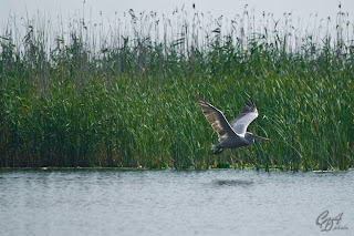 Great White Pelican (Pelecanus onocrotalus), known also as Eastern White Pelican or White Pelican in the Danube Delta