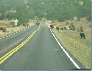 Colorado Cattle in Road