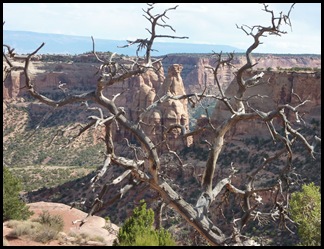 Colorado Nat'l Monument Dead Tree View