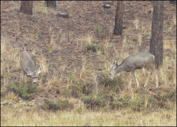 Bryce Canyon Nat'l Park Mule Deer