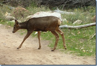 Zion Nat'l Park Mule Deer