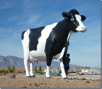 Longstreet Casino Cow