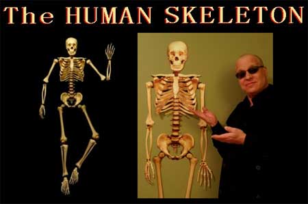 human skeleton skull. Life Sized Human Skeleton