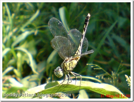 litle dragonfly 02