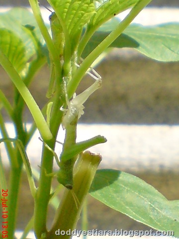 [grasshopper molting 2[14].jpg]