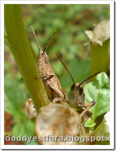 two brown grasshopper 01