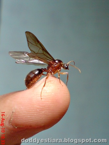 [brown flying ant 02.jpg]