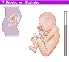 fetal development 7th month 