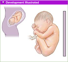 fetal development full term