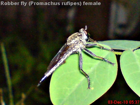 Promachus rufipes - Red-footed Cannibalfly 
