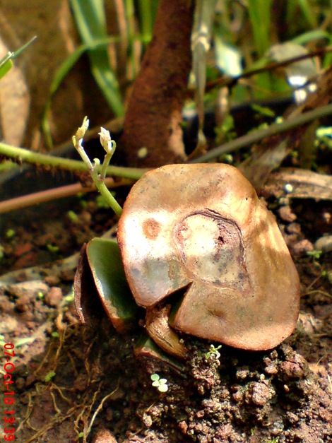 tunas jengkol Archidendron pauciflorum 