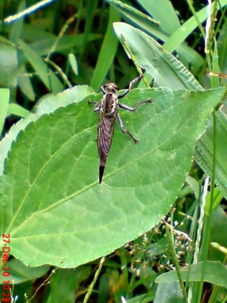 lalat robber fly (Promachus rufipes) di daun 1