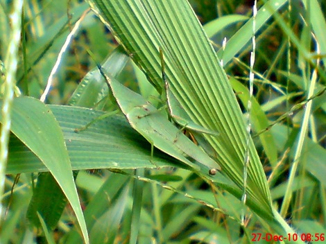 belalang hijau kawin di rumput bambuan 6