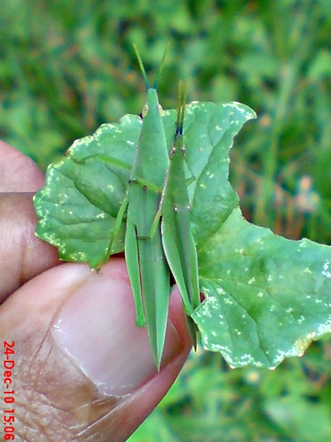 belalang hijau kawin di daun pegagan 7