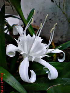Bunga putih di halaman depan rumah di kampung gedong 8