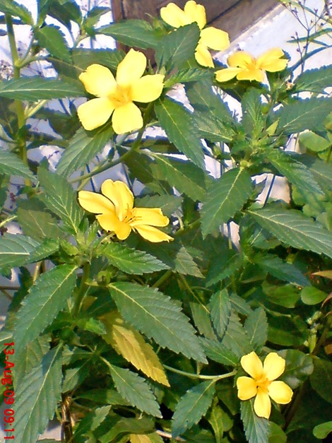 yellow Turnera ulmifolia 05