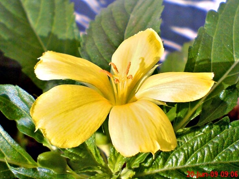 yellow Turnera ulmifolia 02
