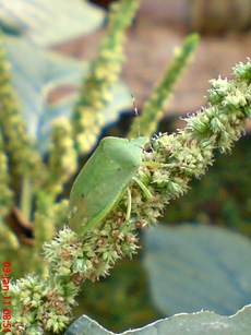 Nezara viridula_green vegetable bug_kepik hijau 09
