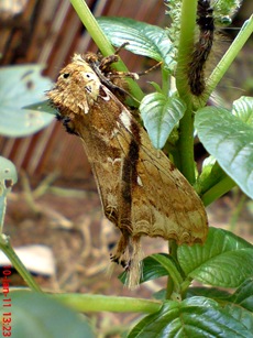 moth Dudusa vethi ngengat 09