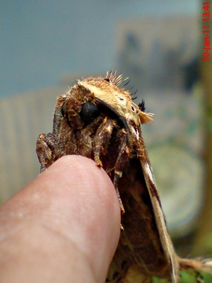 ngengat moth Dudusa vethi 11