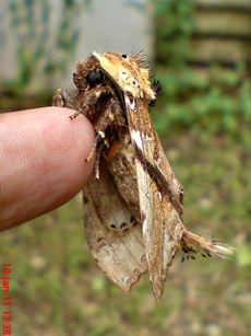 ngengat moth Dudusa vethi 03