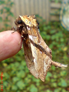 ngengat moth Dudusa vethi 13