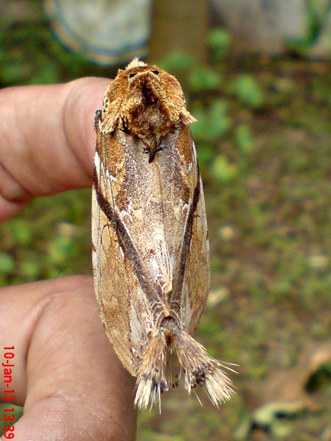 ngengat moth Dudusa vethi 05