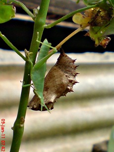 Common Eggfly Butterfly - Hypolimnas bolina - pupa 9