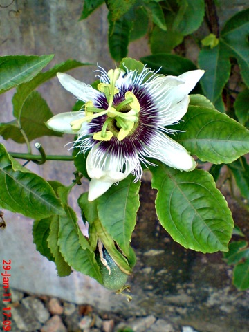 [Passiflora edulis-Markisa-Passion Fruit 5[1].jpg]
