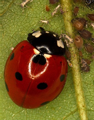 Seven-spotted ladybird - Coccinella septempunctata Linnaeus