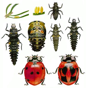 Seven-spotted ladybird life cycle