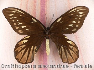 Ornithoptera_alexandrae_female