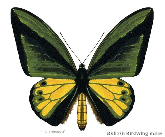 [Ornithoptera Goliath Supremus Male[6].jpg]