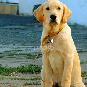 Lovely gaze by LoRe Pics ARG - Animals - Dogs Portraits