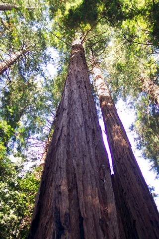 [Redwoods(5)[7].jpg]