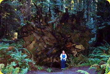Redwoods(9)