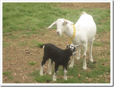 goats 019