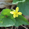 downey yellow violet