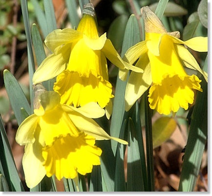 [daffodils[2].jpg]