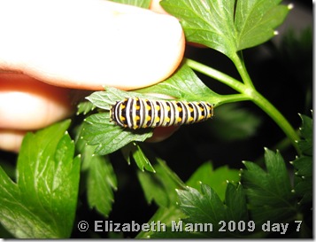 Black Swallowtail caterpillar 1 week old