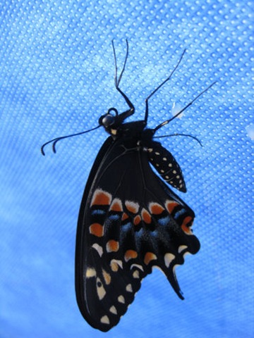 [BlackSwallowtailbutterfly2.jpg]