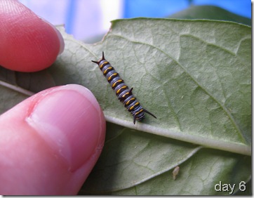 Queen caterpillar day 6