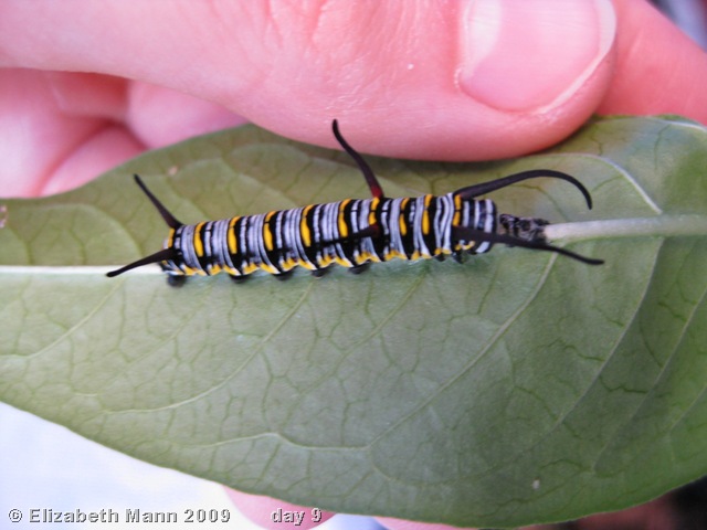 [queencaterpillar9daysold[4].jpg]