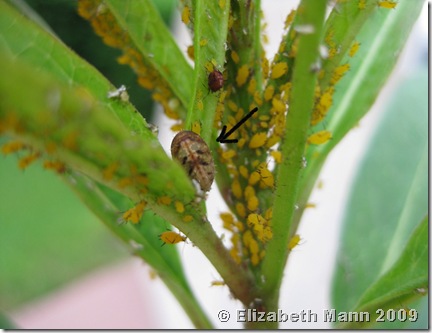 Hoverfly pupa in milkweed