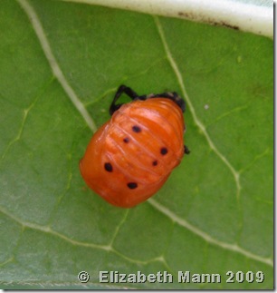 ladybug pupa for blog