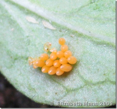 ladybug eggs close up